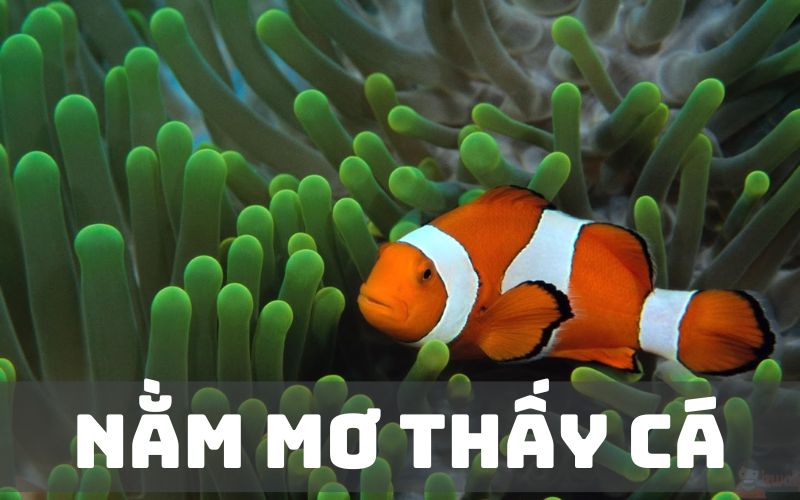 Nằm mơ thấy cá điềm gì? Con số may mắn về giấc mơ thấy cá 6 Giải mã “Mơ thấy cá điềm là tốt hay xấu?”