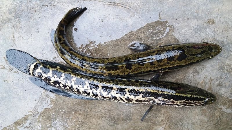 Nằm mơ thấy cá điềm gì? Con số may mắn về giấc mơ thấy cá 8 Giấc mơ thấy cá lóc đánh con gì?