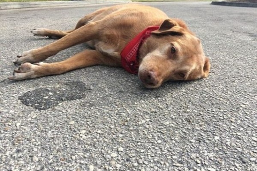 Mơ thấy chó chết