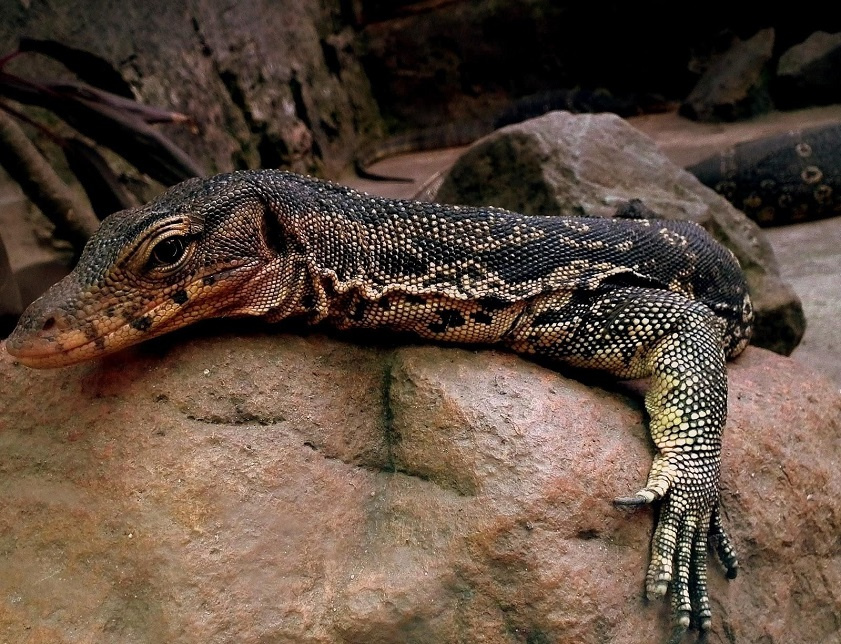 Nằm mơ thấy kỳ đà là điềm gì? Hé lộ con số chuẩn xác 6 Luận giải kỳ đà số mấy trong từng trường hợp